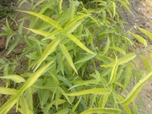 Sabah Snake Grass,Cancer Herbs,sabah snake grass cancer,snake grass plant,sabah snake grass in malaysia